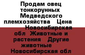 Продам овец тонкорунных, Медведского племхозяйства › Цена ­ 5 000 - Новосибирская обл. Животные и растения » Другие животные   . Новосибирская обл.